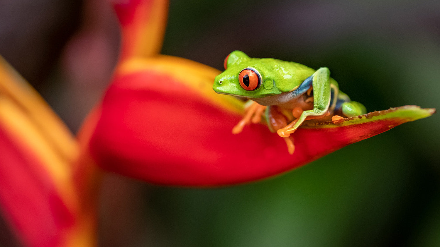 A green tree frog sat on an orange flower.